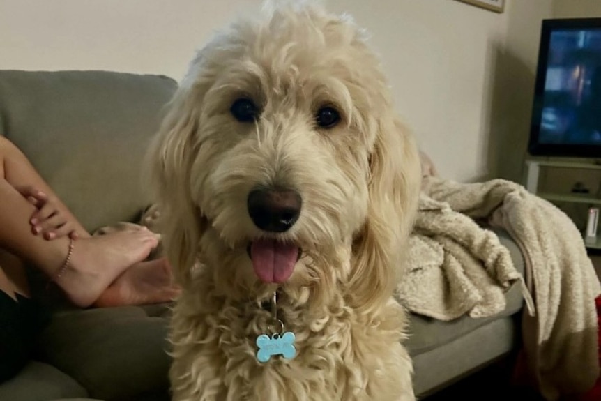 A white fluffy dog with its tongue out.