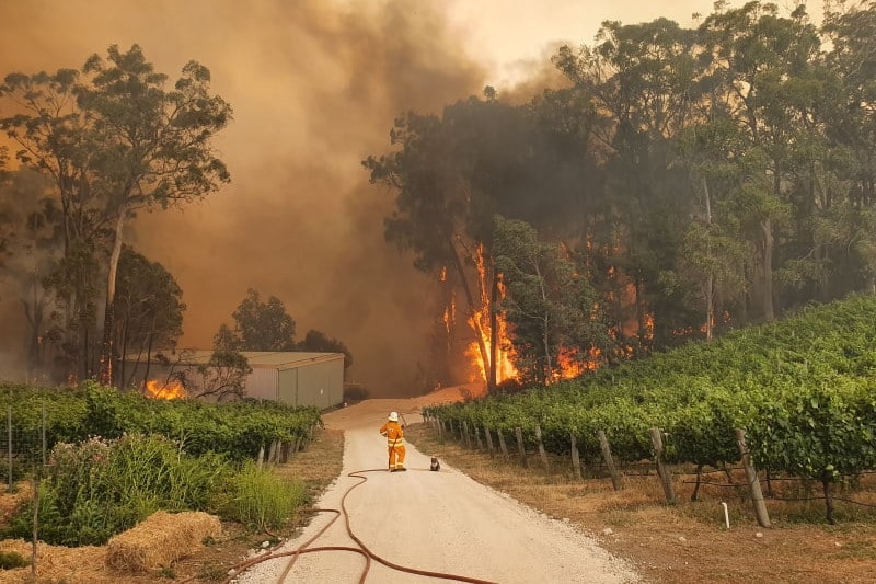A CFS firefighter stands next to a koala.