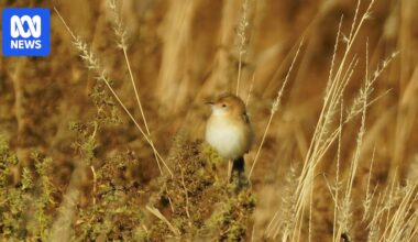 Outback becomes oasis of birds, wildlife after 'unbelievable' desert rains