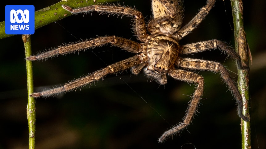 Australia's huntsman fastest spider recorded in new study