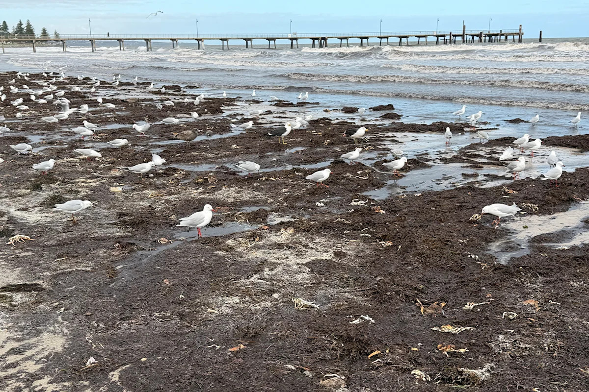 Investigation underway after incident at Aussie beach sparks fears over 'unrelenting' crisis