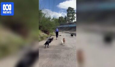 Police investigate attempted sexual assault of Melbourne dog walkers