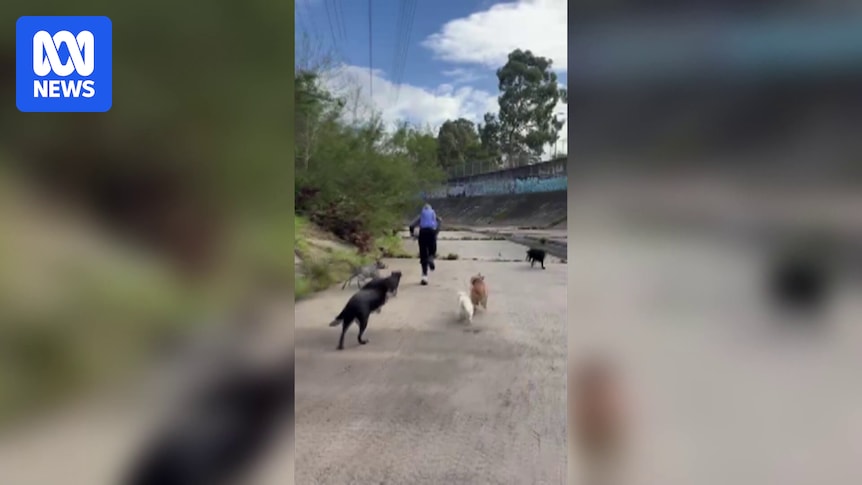 Police investigate attempted sexual assault of Melbourne dog walkers