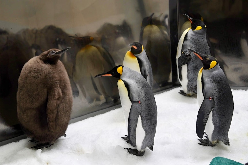Pesto has brown baby feathers and is much bigger than the other penguins who are grey, black, yellow and white.