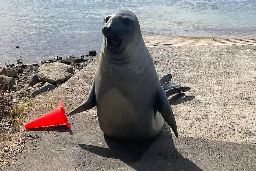 A seal on a boat ramp rears up and opens its mouth wide.