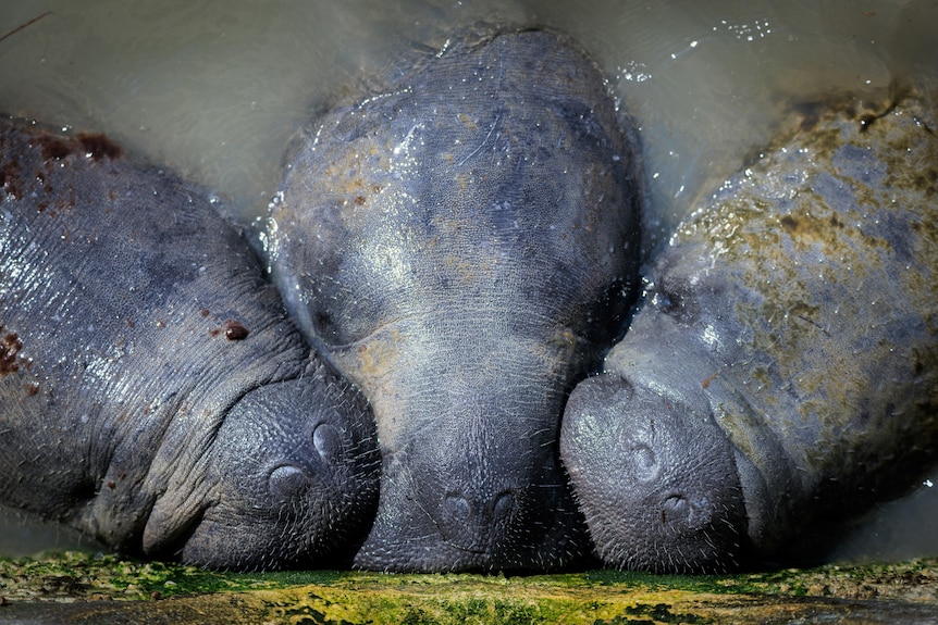 Three grey manatee heads crowd together at a green mossy wall.