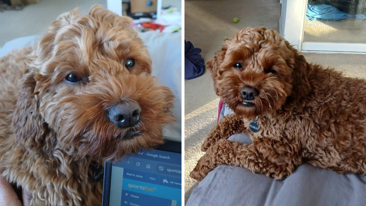 Heartbroken Brabham family’s $50,000 reward to find much-loved missing pet Cavoodle Franklin