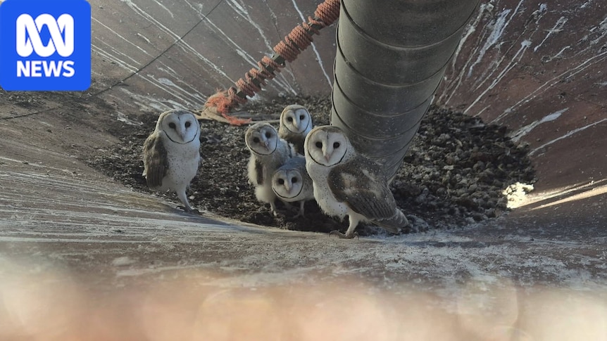 Barn owl baby boom welcomed in rural WA following mouse plague
