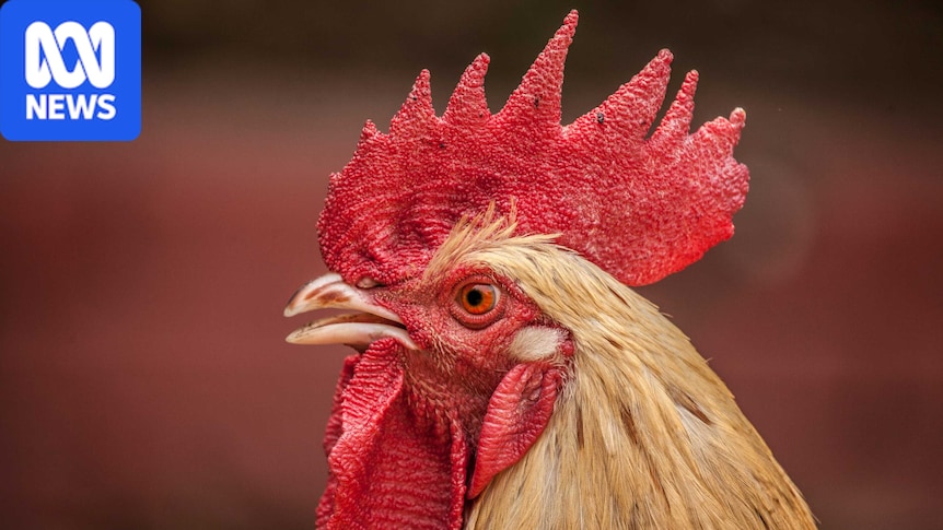 Court orders disability pensioner to remove 'therapeutic' roosters from regional SA property