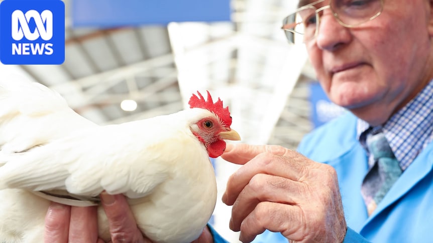 H5N1 bird flu spread threatens Melbourne Royal Show poultry exhibiton