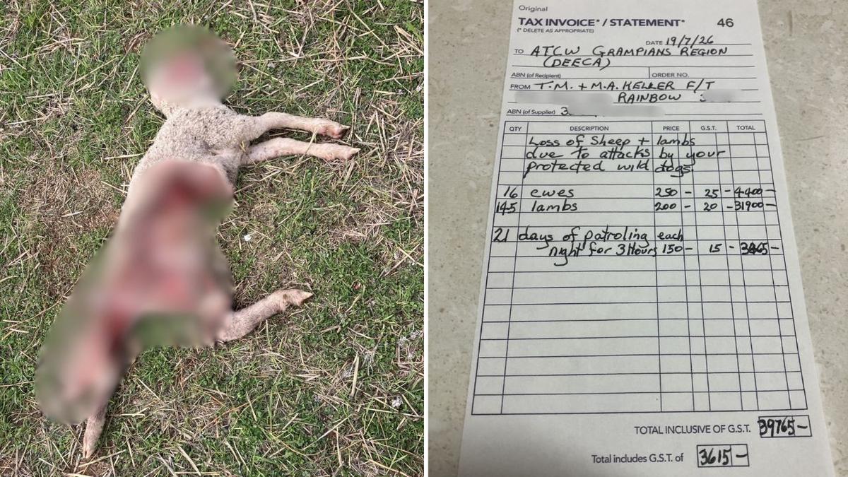 Dingo debate: Farmer invoices Victorian Government $40k for attacks on livestock