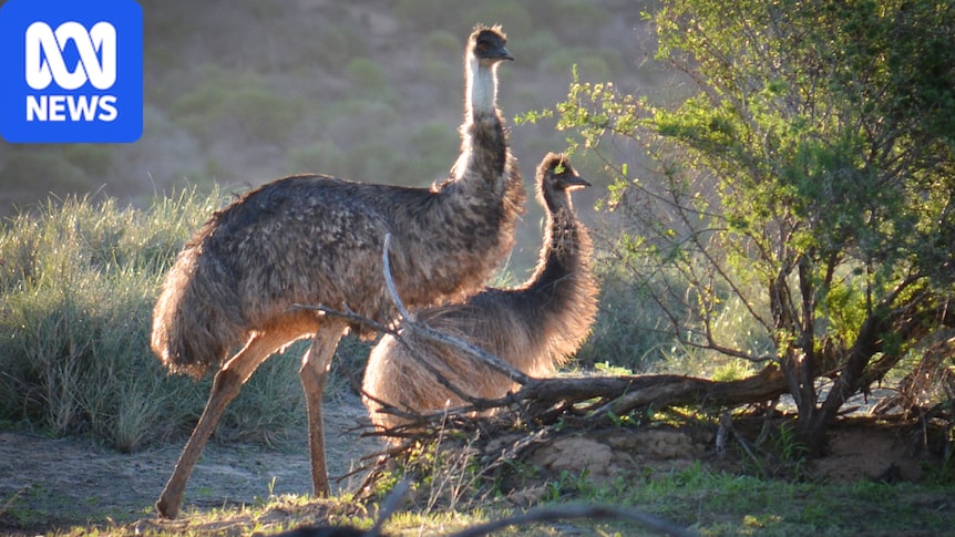 Swimming emus in WA's Murchison River leave visitors in awe