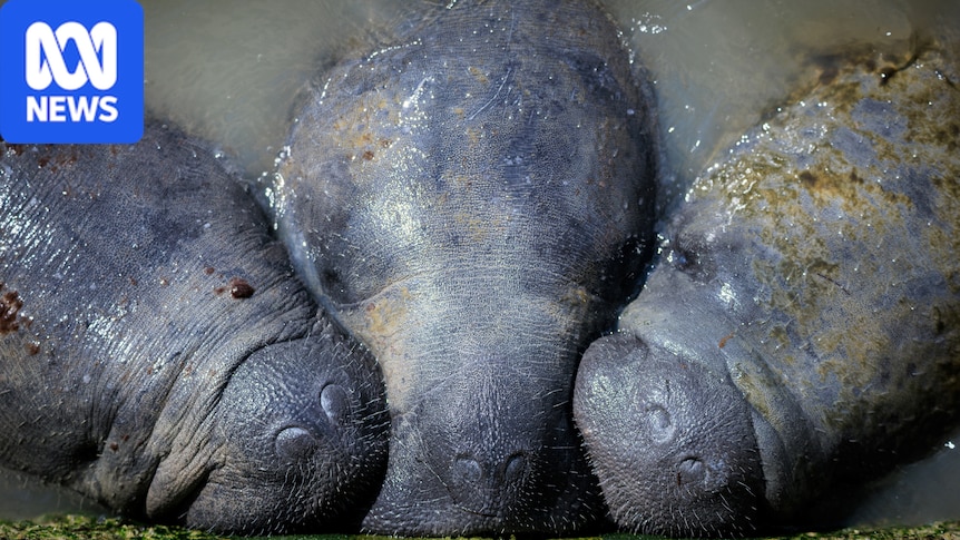Ecology photo competition showcases wild cuttlefish, birds and science