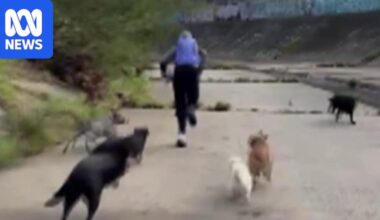 Teen arrested over incident in which assailant was chased off by dogs in Kooyong
