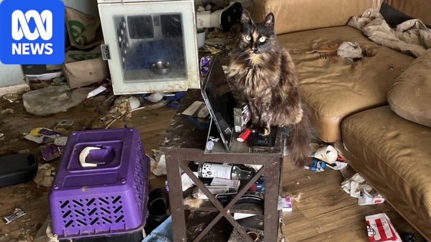 Hobart woman Karen Blake ordered to pay $27k after kittens found in freezer