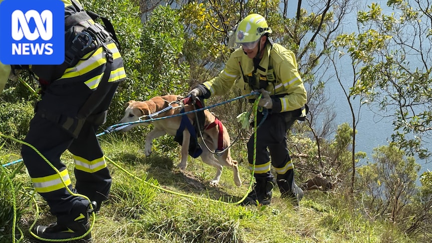 Dog missing for a week rescued from cliff face around Blue Lake