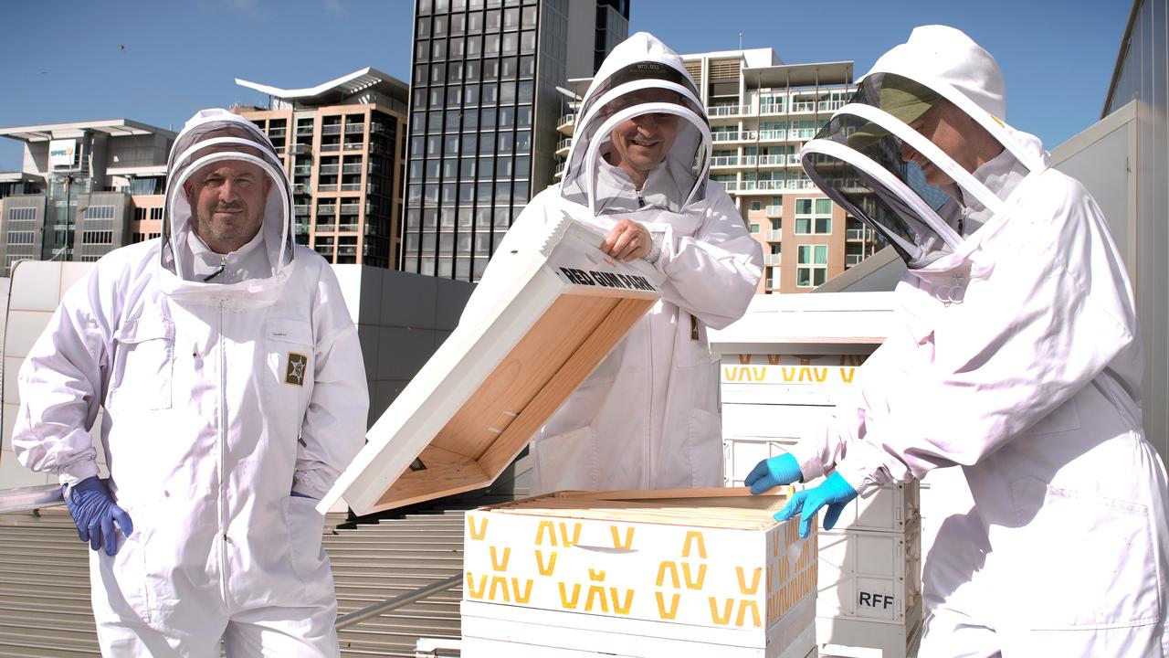 Adelaide Convention Centre’s rooftop hive producing 60kg of honey