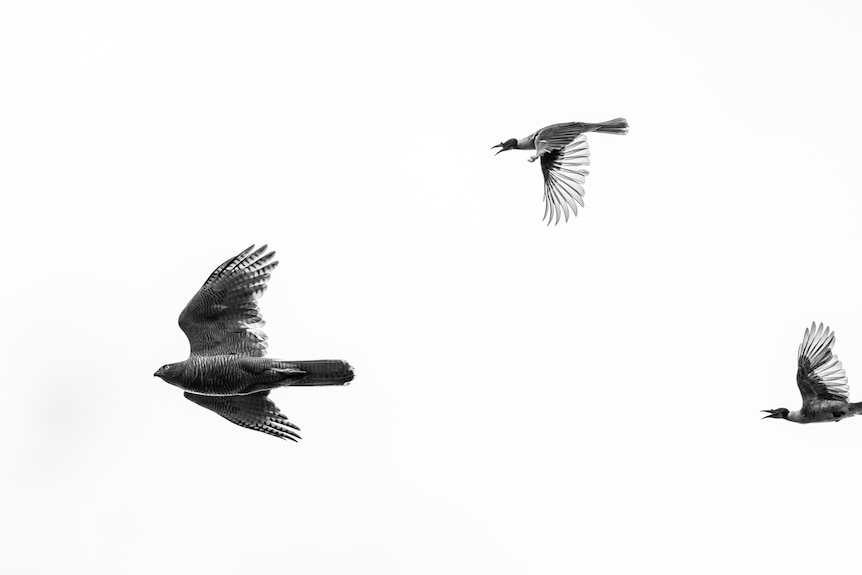 A large dark bird being chased by two smaller calling birds against a white background.