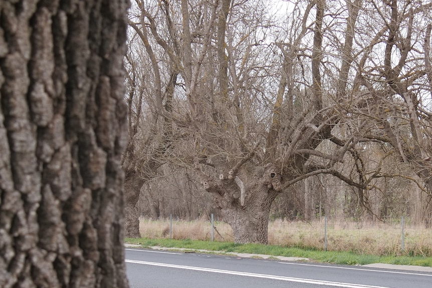 Trees next to a road.
