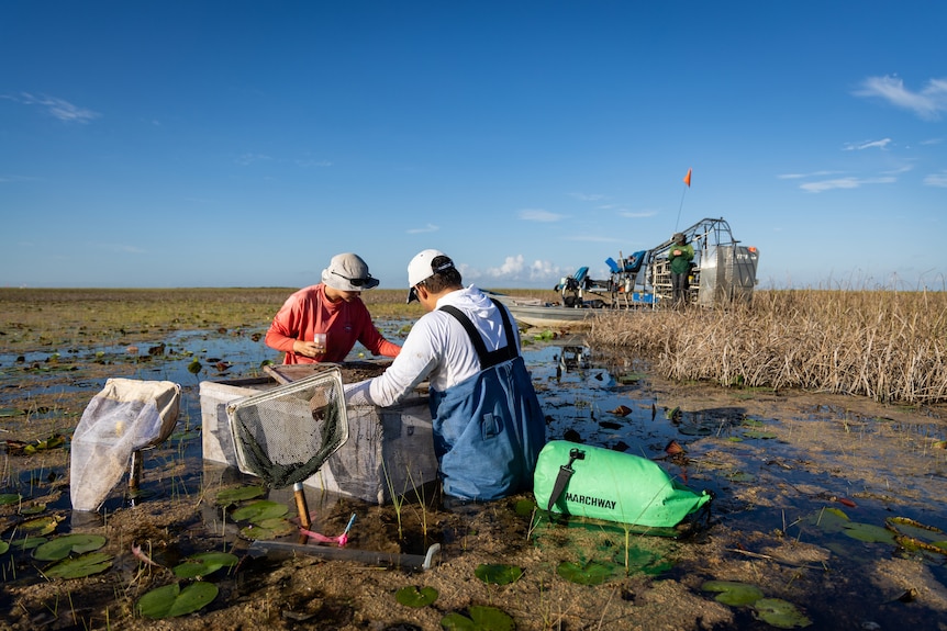 Two people crouch over boxes and butterfly nets in a swamp, with a person standing on a boat in the background.