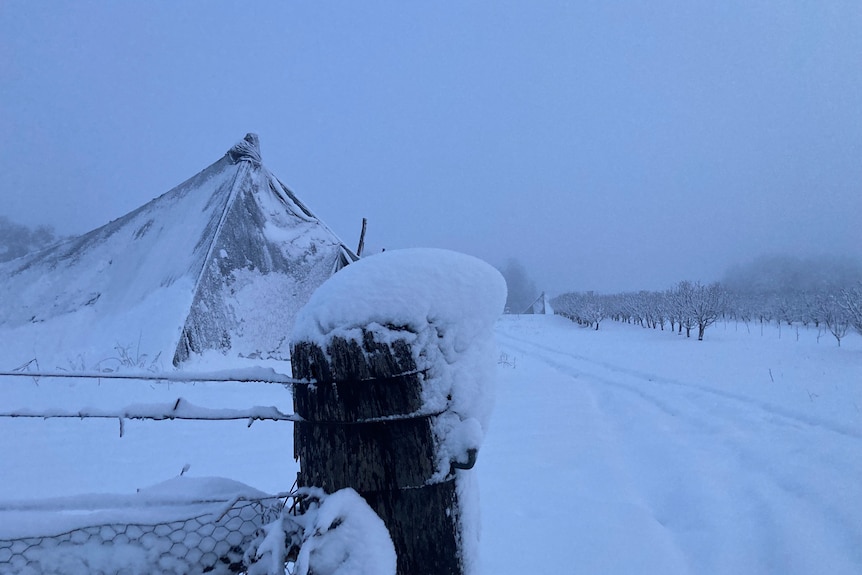 Snow blankets a fruit orchard with a pile of snow stacked on a pole in the foreground.
