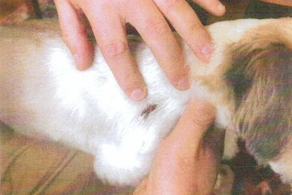 A white Maltese Shih Tzu shot by an air rifle pellet in its right shoulder