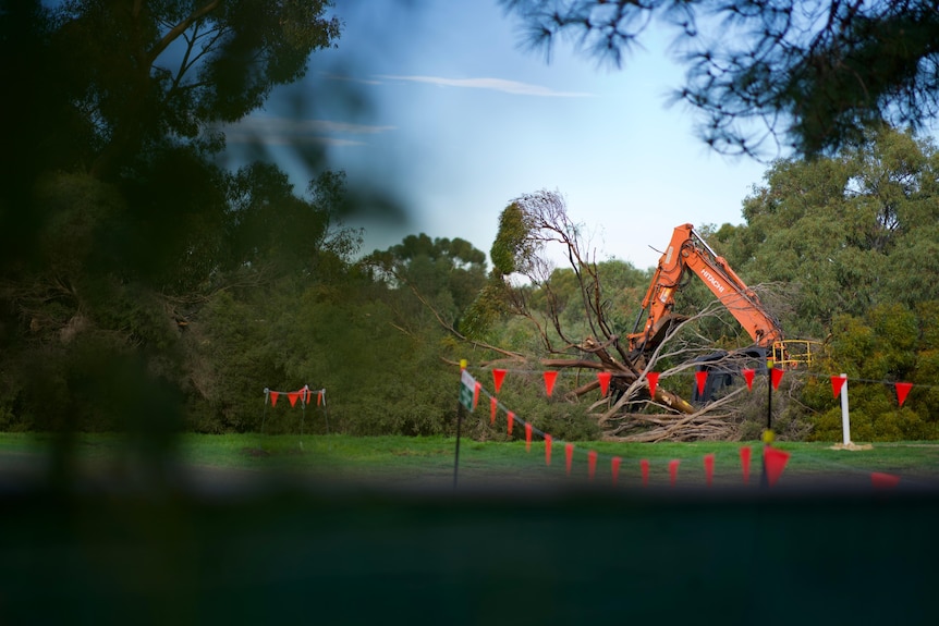 Machinery is being used to fell trees beside a grassy area.