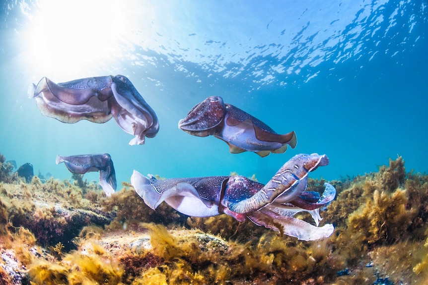 Cuttlefish swim above a reef.