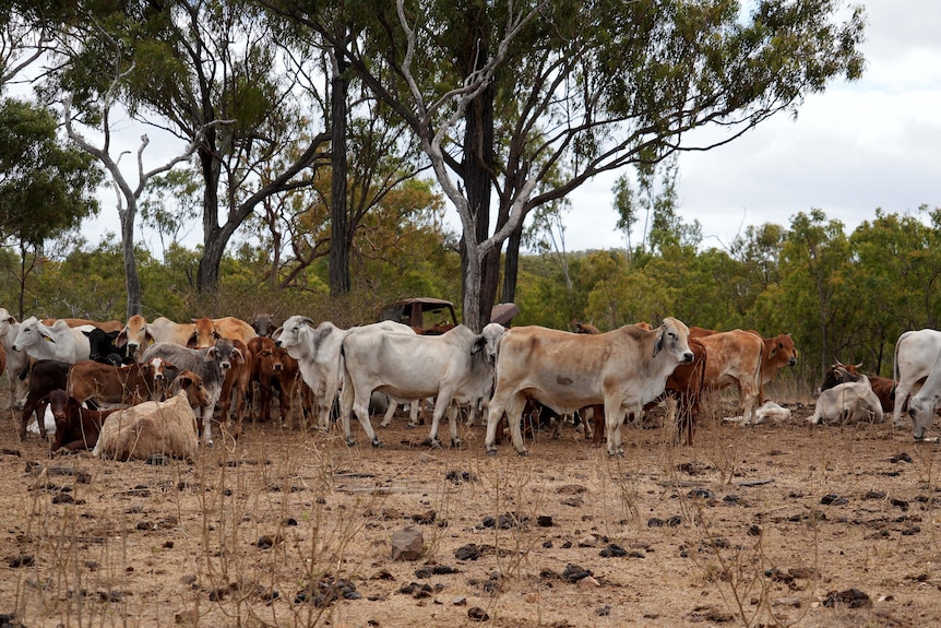 Cattle beside the road with bushland behind them.