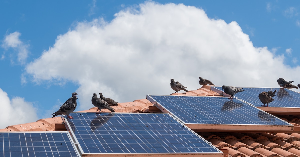 La bulle photovoltaïque a quasiment disparu de la facture d'électricité des Wallons
