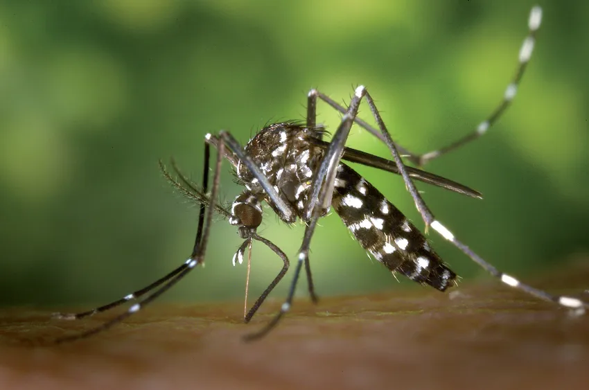 Les bons gestes à adopter pour éviter la prolifération des moustiques tigres dans le Gard - lagazettedenimes.fr
