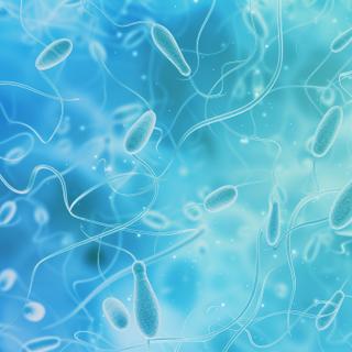 Des traces de plastique ont été retrouvés dans les échantillons de sperme étudiés. © PhilipSebastian, Adobe Stock