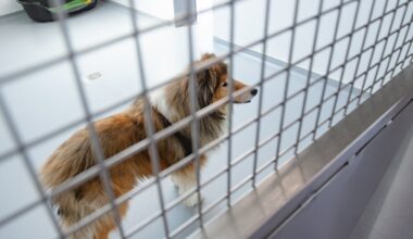L'horreur en Californie : les cadavres de 117 chiens découverts dans un refuge "anti-euthanasie"