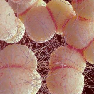 La bactérie Neisseria gonorrhoeae en 3D. © sveta, Adobe Stock