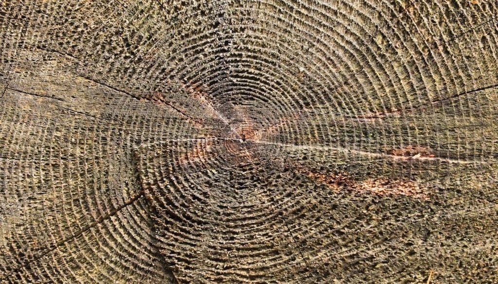L'étude des cernes de croissance des arbres peut nous fournir des indices essentiels sur le climat du passé.