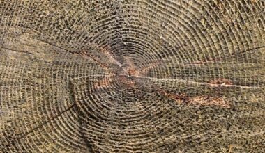 Que nous apprennent les cernes des arbres sur le changement climatique en Amazonie ?