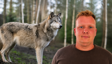 « On a la boule au ventre chaque jour » : le couple de loups de la forêt d’Anlier est bien responsable du massacre de 19 brebis à Louftémont