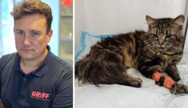 Percuté par une voiture à La Louvière, Anakin, devait être euthanasié : le refuge GRIFF lance une cagnotte pour sauver la vie de ce jeune chat