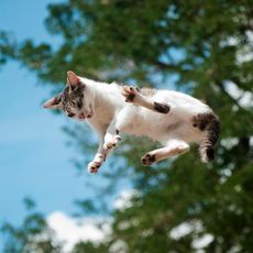Un chat qui tombe et qui se prépare à attérir sur ses pattes.