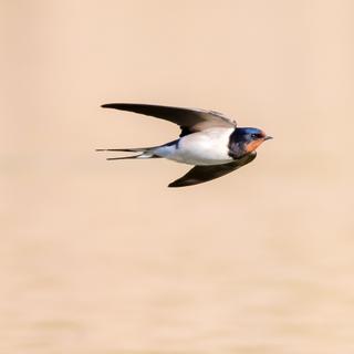 Hirondelles et martinets sont difficiles à distinguer. Mais quelques différences peuvent aider à y arriver. Ici, par exemple, une hirondelle rustique en plein vol. © mirkograul, Adobe Stock