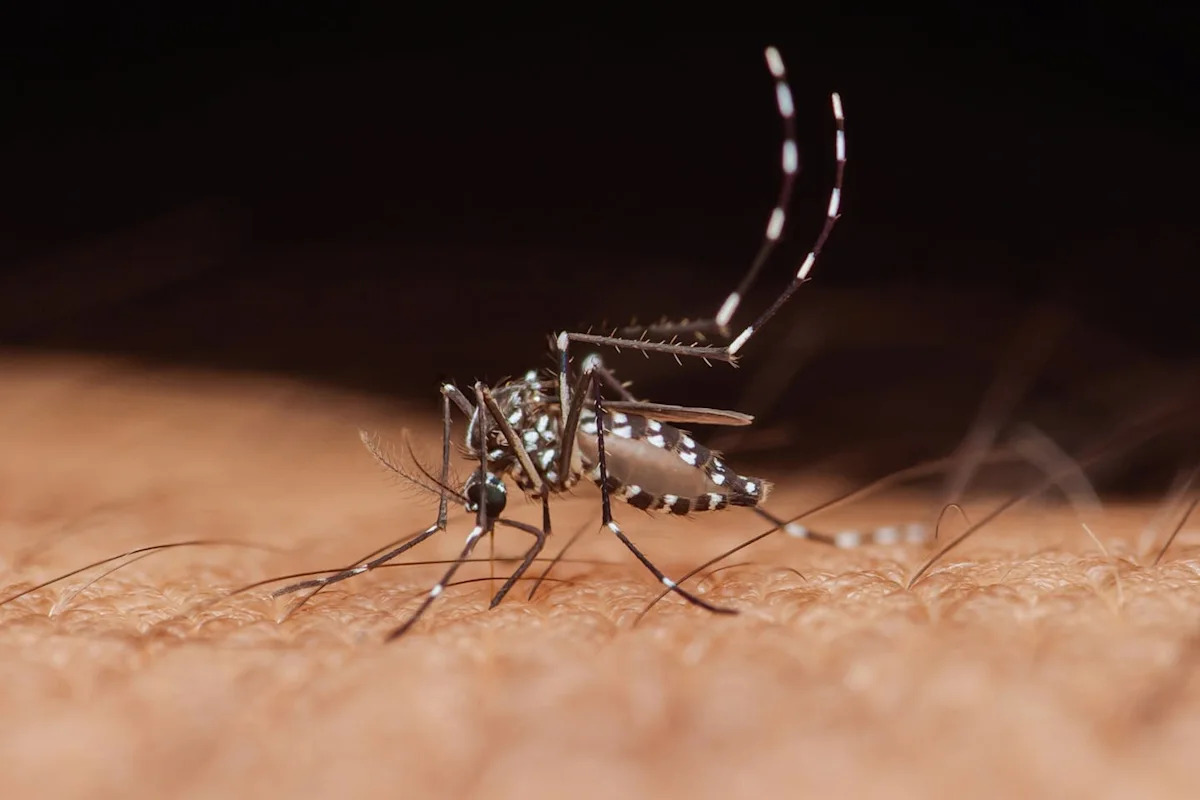 Deux cas de dengue contractés en France : voici les symptômes à surveiller chez les enfants
