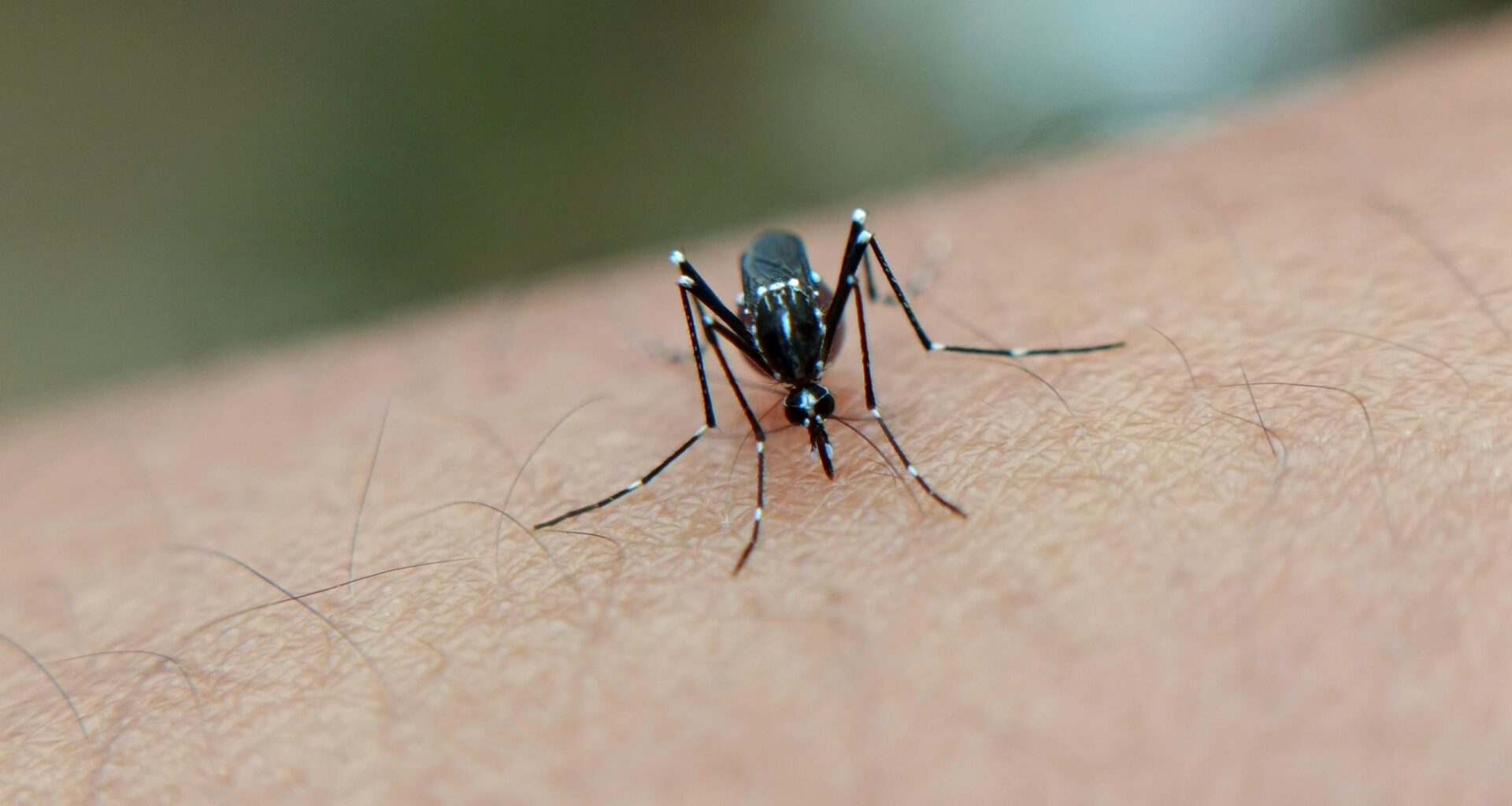 Étude EpiMay 2025 : « Les épidémies de 2025 et de 2026 démontrent que le chikungunya circule activement à Mayotte »
