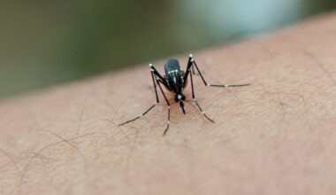 Étude EpiMay 2025 : « Les épidémies de 2025 et de 2026 démontrent que le chikungunya circule activement à Mayotte »