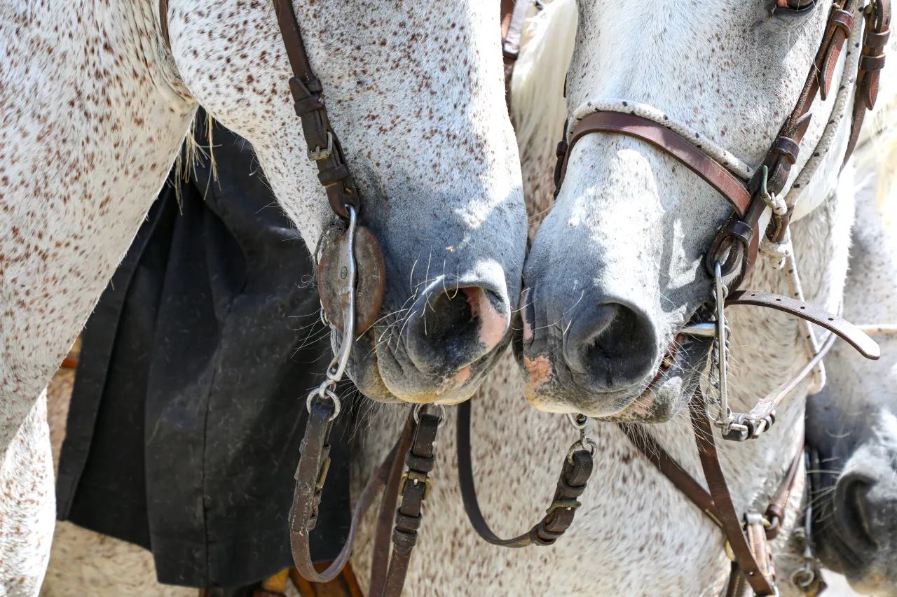 Virus West Nile. Cinq chevaux contaminés dans le Gard - lagazettedenimes.fr