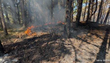 Incendies à Dannes et Neufchâtel-Hardelot, flammes fixées, périmètre sécurisé