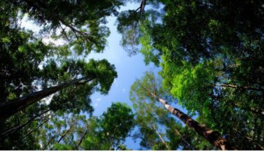 Des scientifiques montrent que les forêts ont mis 100 000 ans à se rétablir après un réchauffement climatique