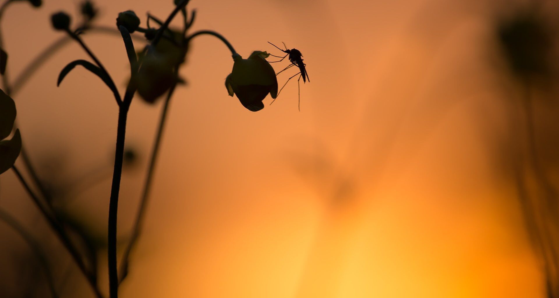 First mosquitoes test positive for West Nile virus this season - Glen Gower | Councillor / Conseiller
