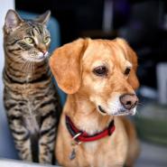 animaux.jpg