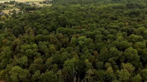 Forêts wallonnes et sécheresse : diversifier les essences face au climat
