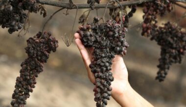 Un goût de « brûlé » dans le vin ? Après les terribles incendies, les viticulteurs sont inquiets en France, « on est dans l’inconnu »